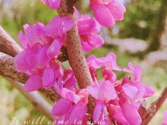 -莫愁湖公园