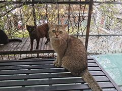 -喵屿·大理花园猫咖