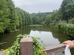 -池杉湖湿地公园