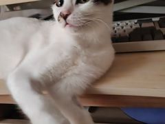 -乐琪宠物医院·犬猫专科·骨外科·急重症