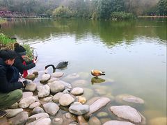 景点-成都大熊猫繁育研究基地