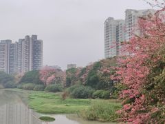 -广东花都湖国家湿地公园