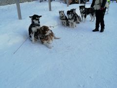 -亚布力新体委滑雪场