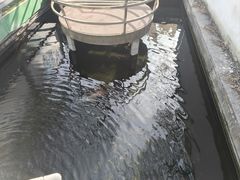 -丽泽山庄·生态怀柔菜·虹鳟鱼(红螺寺店)