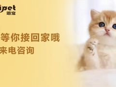 -翊宠yipet猫狗购宠庄园犬舍•猫舍