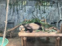 -深圳野生动物园