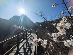 -大岭沟猕猴桃谷风景区