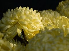 -杭州植物园
