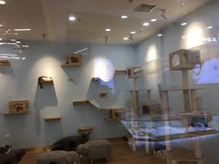 -猫冇咖·家门口的撸猫馆(大融城店)