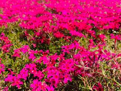 -石家庄市植物园