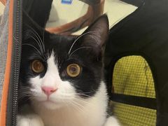-艾吉宠物医院·疑难杂症转诊中心·猫友好(碧江路院)