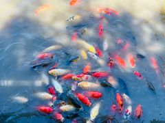 -大湾区中央湿地公园
