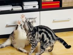 -平行世界·猫咖(首经贸店)