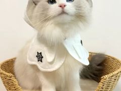 -博特宠物医院24h犬猫全科.骨科·异宠