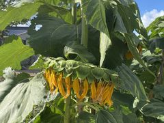 -南汇新场正宗水蜜桃采摘