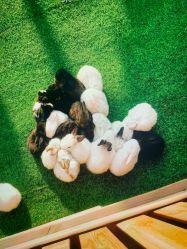 -萌宠亲子动物乐园(槐房万达店)