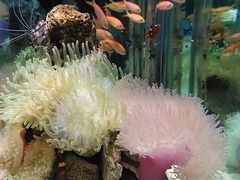 -太平洋海底世界