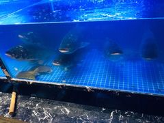 -姜君·千岛湖鱼头馆(浦东大道店)