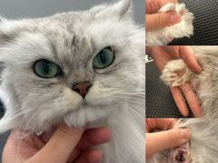 -老吴的猫·猫舍(新区店)