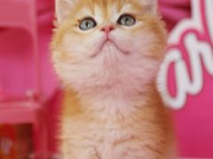 -翊宠yipet猫狗购宠庄园