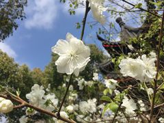 -南汇桃花村