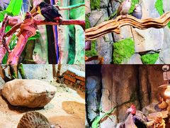 -正佳雨林生态植物园