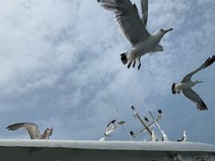 -海驴岛(荣成市)