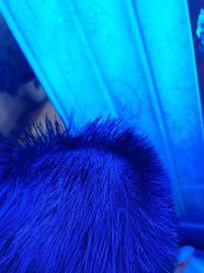 -碧莲盛·不剃发植发