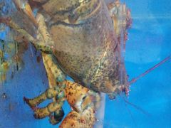 -宾朋海鲜特色美食餐厅·纯手工鲅鱼水饺(兴海路店)