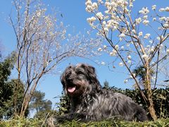 -樱桃山旅游景区