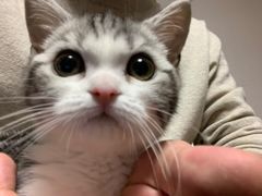 -李小姐の猫咖啡馆(五角场店)