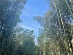 -龙坞茶村