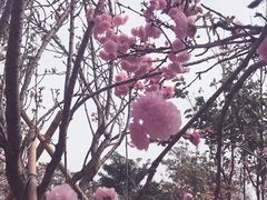 -天适樱花悠乐园