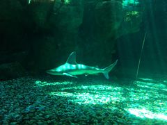 -阿甘虾餐厅(凌霄阁店)