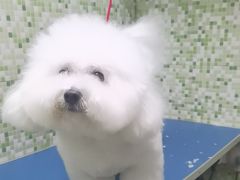 -瑞鹏宠物医院·微创内窥镜·骨外科·牙科(翠竹分院)
