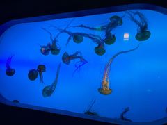 -太平洋海底世界