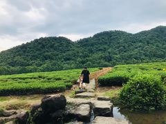 -中国茶叶博物馆(双峰馆区)