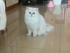 -宠福鑫康馨动物医院·骨科·眼科