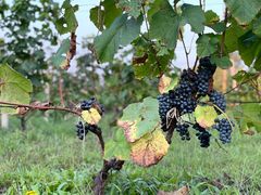 -安德鲁户外烧烤帐篷营地(马泉营店)