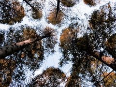 -黄海国家森林公园