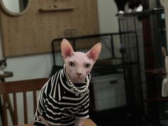 -有猫主题·治愈系猫咖(曾厝垵店)