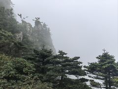-牛背梁国家森林公园