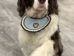 -安安宠医·普外科·内科·心超(佛山同济分院)