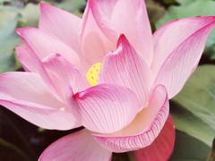 -惠州西湖风景名胜区-丰渚园