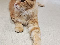 -藏猫猫咖啡主题馆(中央大道店)