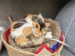 -Again Coffee Roaster(香蜜湖店)