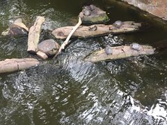 -九龙公园