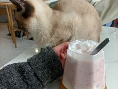 -喵园·猫主题咖啡厅·撸猫·猫咖(国贸店)