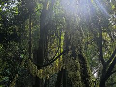 -天鹿湖森林公园