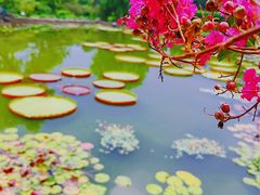 -国家植物园